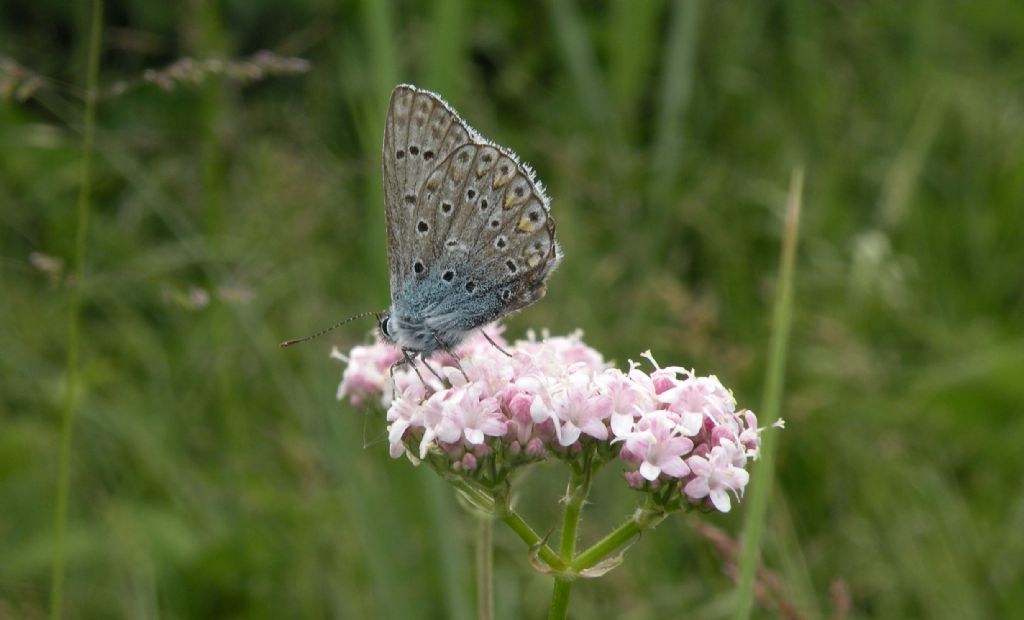 Pseudophilotes baton? No, Polyommatus sp. - Lycaenidae